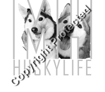 MK HL face gray hires